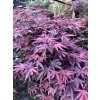 javor dlanitolistý ´Shaina´ lat. Acer palmatum 80-100 cm