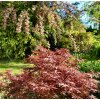 javor dlanitolistý ´Shaina´ lat. Acer palmatum 80-100 cm