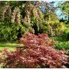 javor dlanitolistý ´Shaina´ lat. Acer palmatum