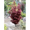 javor dlanitolistý ´Shaina´ lat. Acer palmatum 80-100 cm