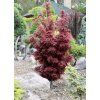 javor dlanitolistý ´Shaina´ lat. Acer palmatum