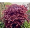 javor dlanitolistý ‘Atropurpureum´ lat. Acer palmatum 20-40 cm