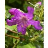 pěnišník keletský lat. Rhododendron keleticum , fialový - botanický
