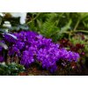 pěnišník keletský lat. Rhododendron keleticum , fialový - botanický