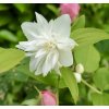 Pustoryl ´Minnesota Snowflake´lat. Philadelphus syn. nepravý jasmín