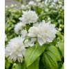 Pustoryl ´Minnesota Snowflake´lat. Philadelphus syn. nepravý jasmín