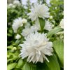 Pustoryl ´Minnesota Snowflake´lat. Philadelphus syn. nepravý jasmín