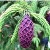 smrk liťiangský var. Purpurea lat. Picea likiangensis