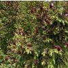 smrk liťiangský var. Purpurea lat. Picea likiangensis