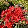 azalka japonská ‘Hot Shot variegated’ lat. Azalea japonica bar. červená 20-30cm  Stálezelené azalky: nenáročné, kvetoucí keře do polostínu