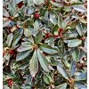 azalka japonská ‘Hot Shot variegated’ lat. Azalea japonica bar. červená 20-30cm  Stálezelené azalky: nenáročné, kvetoucí keře do polostínu