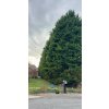 cypřišovec Leylandův lat. Cupressus × leylandii syn. notkacypřiš 40-60 Cm