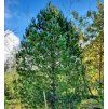 borovice limba lat. Pinus cembra  Alpský jehličnan s jedlými semeny a pomalým růstem