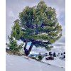 borovice limba lat. Pinus cembra  Alpský jehličnan s jedlými semeny a pomalým růstem