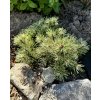 borovice kleč ´Minikip´ lat. Pinus mugo 20-30cm  Nízká kosodřevina pro skalky a menší zahrady