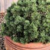 borovice kleč ´Minikip´ lat. Pinus mugo 20-30cm  Nízká kosodřevina pro skalky a menší zahrady