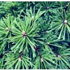 borovice kleč ´Benjamin´ lat. Pinus mugo 40-50cm  Nízká kosodřevina pro skalky a menší zahrady