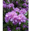 Pěnišník ´Goldflimmer´ lat. Rhododendron bar. sv. fialový