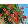 křivouš kořenující ´Flamenco´ lat. campsis radicans syn. trubač popínavý