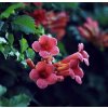 křivouš kořenující ´Flamenco´ lat. campsis radicans syn. trubač popínavý