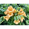 křivouš kořenující ´Flava´ lat. campsis radicans syn. trubač popínavý