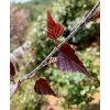 bříza bělokorá ´Purpurea´ lat. betula verucossa 40-60cm