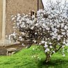 šácholan hvězdovitý lat. Magnolia stellata  Kompaktní keř s hvězdicovitými květy