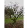 líska obecná ´medusa´ lat. Corylus avellana