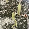 líska obecná ´medusa´ lat. Corylus avellana