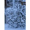 líska obecná ´medusa´ lat. Corylus avellana
