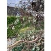 líska obecná ´medusa´ lat. Corylus avellana