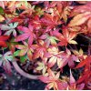 javor dlanitolistý ´katsura´ lat. Acer palmatum