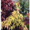 javor dlanitolistý ´katsura´ lat. Acer palmatum