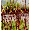 svída bílá ´Aurea´ lat. Cornus alba