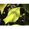 svída bílá ´Aurea´ lat. Cornus alba