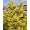 borovice lesní ´Aurea´ lat. Pinus sylvestris 60-80cm  Tradiční český jehličnan odolný vůči suchu