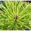 borovice lesní ´Aurea´ lat. Pinus sylvestris 60-80cm  Tradiční český jehličnan odolný vůči suchu