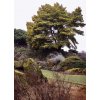 borovice lesní ´Aurea´ lat. Pinus sylvestris 60-80cm  Tradiční český jehličnan odolný vůči suchu