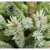smrk černý ´Doumetii´ lat. Picea mariana