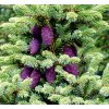 smrk černý ´Doumetii´ lat. Picea mariana