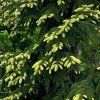 Smrk východní ‘Aurea’ lat. Picea orientalis