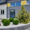 Smrk východní ‘Aurea’ lat. Picea orientalis