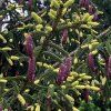 Smrk východní ‘Aurea’ lat. Picea orientalis