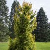 Smrk ztepilý ´Magnifica Aurea´ lat. picea abies 60-80 Cm