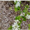 muchovník olšolistý lat. Amelanchier alnifolia