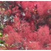 ruj vlasatá ´Royal Purple´ lat. Cotinus coggygria