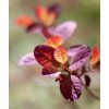 ruj vlasatá ´Royal Purple´ lat. Cotinus coggygria