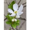hroznovec velkokvětý lat. Exochorda x macrantha 30-50 Cm
