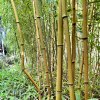 Listoklasec zlatopruhý ‘Spectabilis’ lat. Phyllostachys aureosulcata 150-200cm  Listoklasec zlatopruhý ‘Spectabilis’ (Phyllostachys aureosulcata) – mrazuvzdorný bambus s výrazným žlutým zbarvením