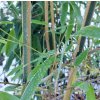 Listoklasec zlatopruhý ‘Spectabilis’ lat. Phyllostachys aureosulcata 150-200cm  Listoklasec zlatopruhý ‘Spectabilis’ (Phyllostachys aureosulcata) – mrazuvzdorný bambus s výrazným žlutým zbarvením